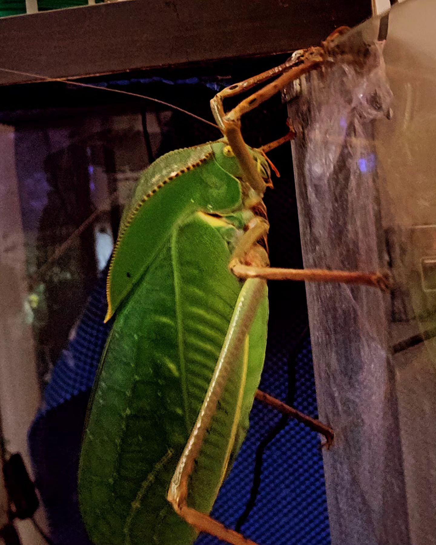 4 Siliquofera Grandis - slightly older Giant Hooded Katydids - (3rd or 4th instar?) + hatchling