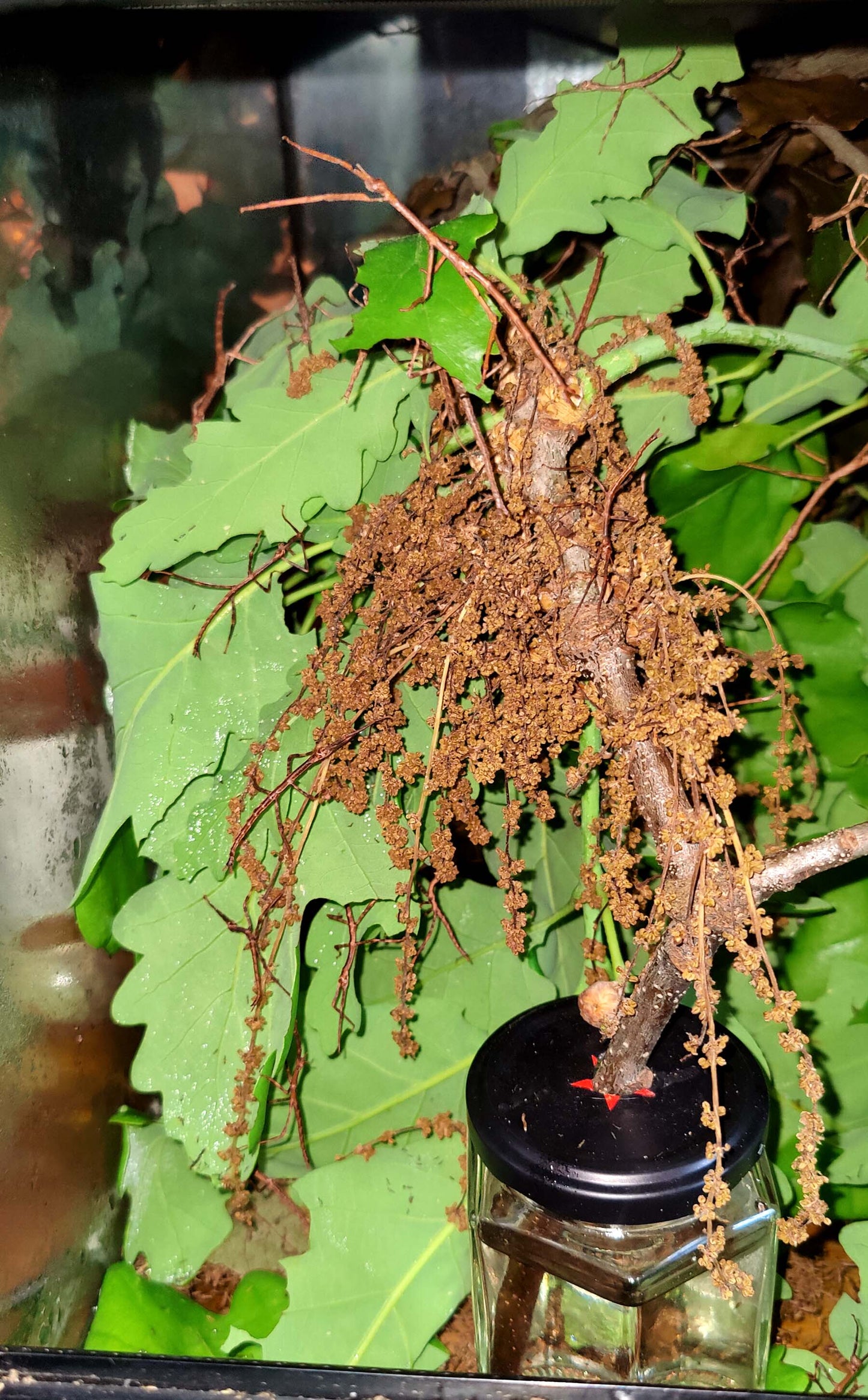 8 live Eurycnema Versirubra - Timor Huge stick insects (UK bred) hatchlings, delicate don't miss delivery