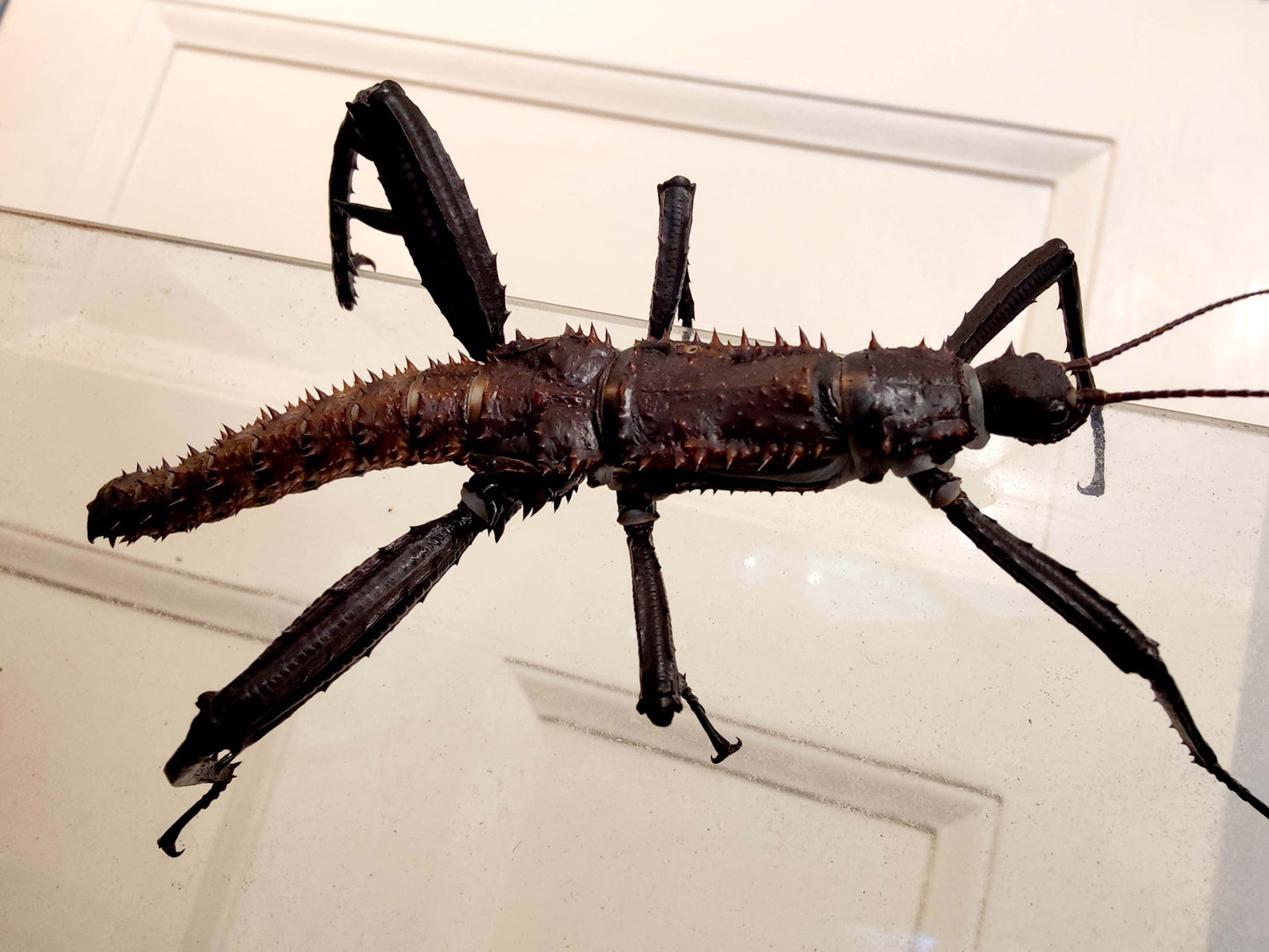 Eurycantha horrida - Giant Spiny Stick Insect