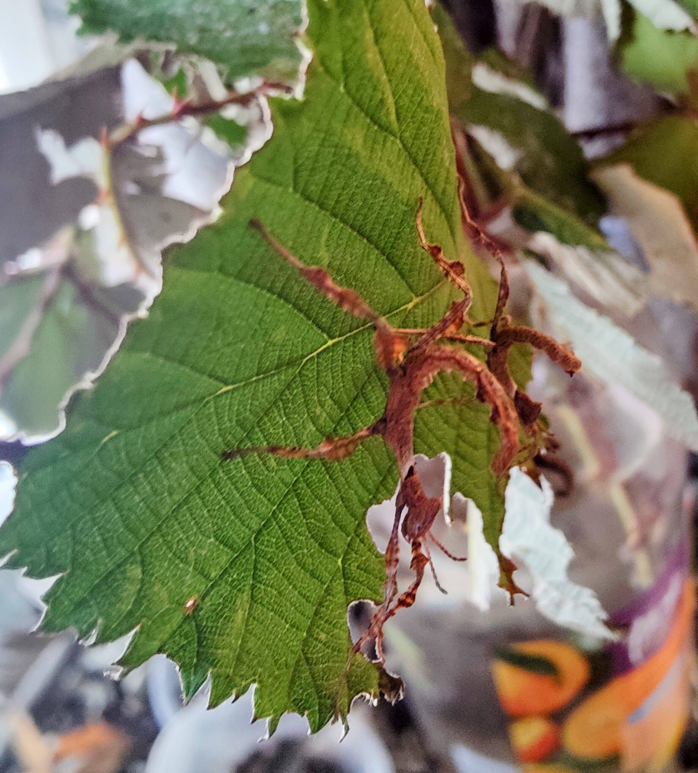 Six Extatosoma Tiaratum, box of 6 giant prickly stick insect babies