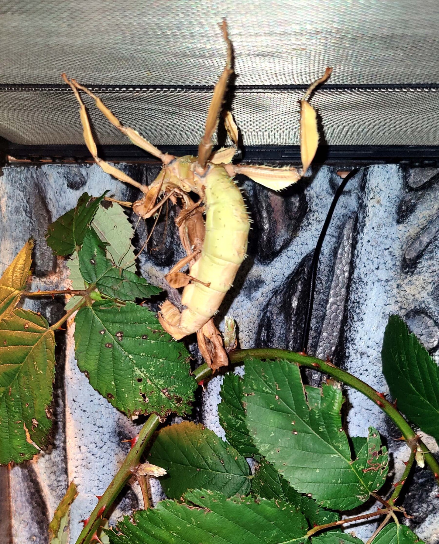 Extatosoma Tiratum Hatchlings box of 4