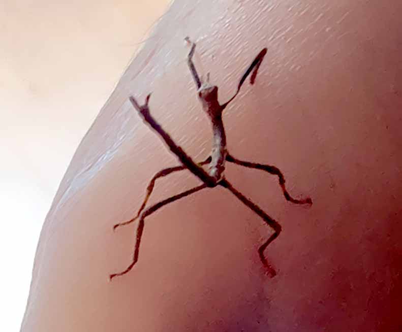 8 live Eurycnema Versirubra - Timor Huge stick insects (UK bred) hatchlings, delicate don't miss delivery