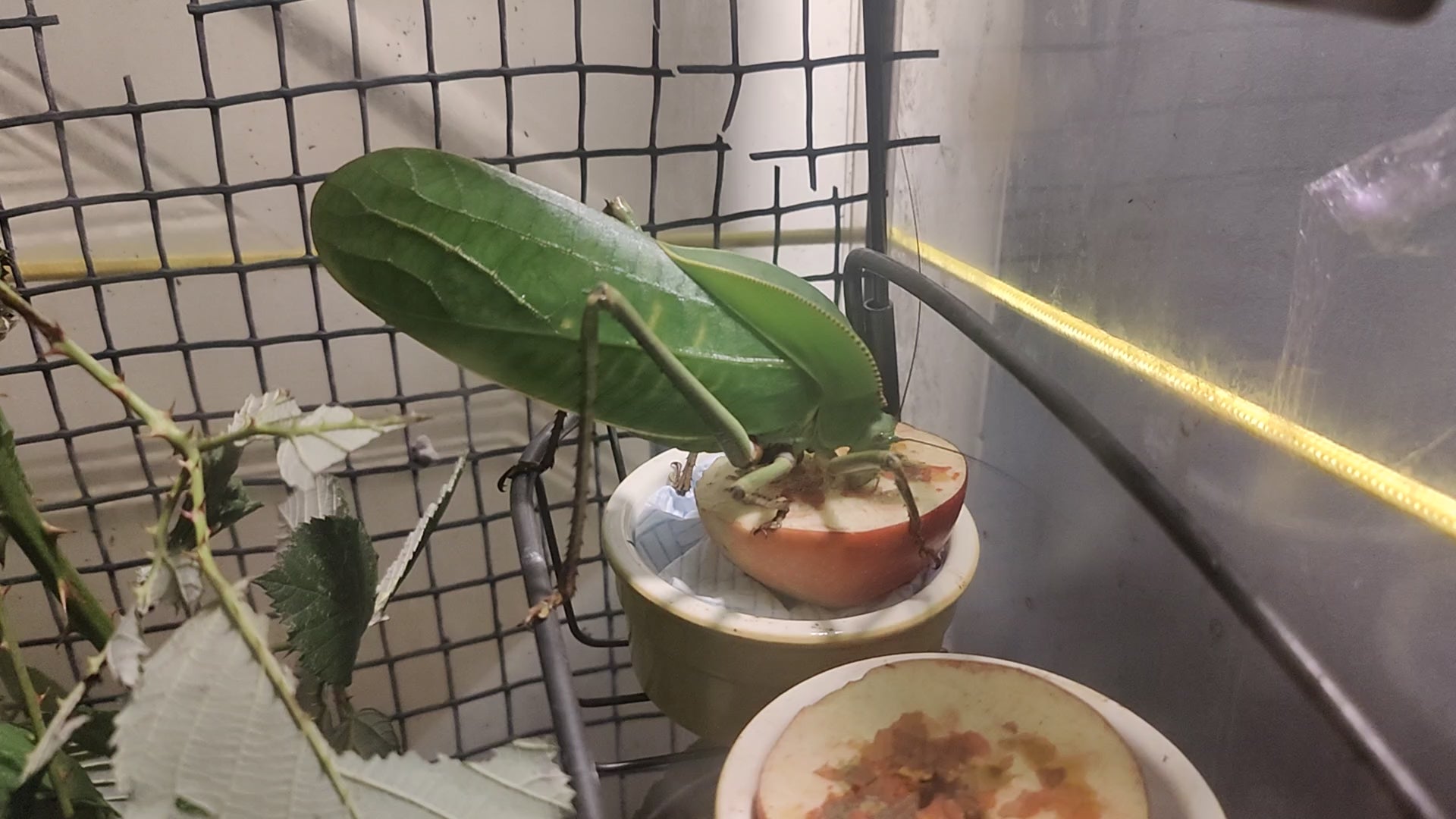 4 Siliquofera Grandis - slightly older Giant Hooded Katydids - (3rd or 4th instar?) + hatchling