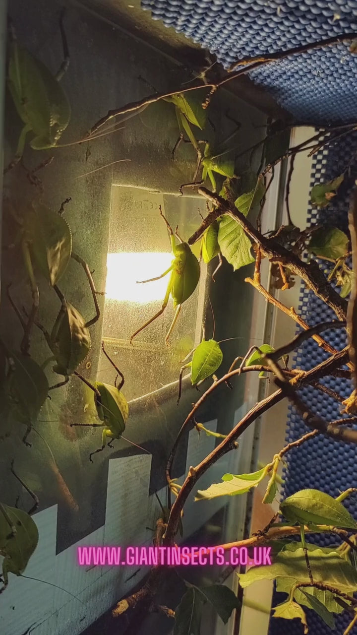 Siliquofera grandis - about 6 weeks old. Care video