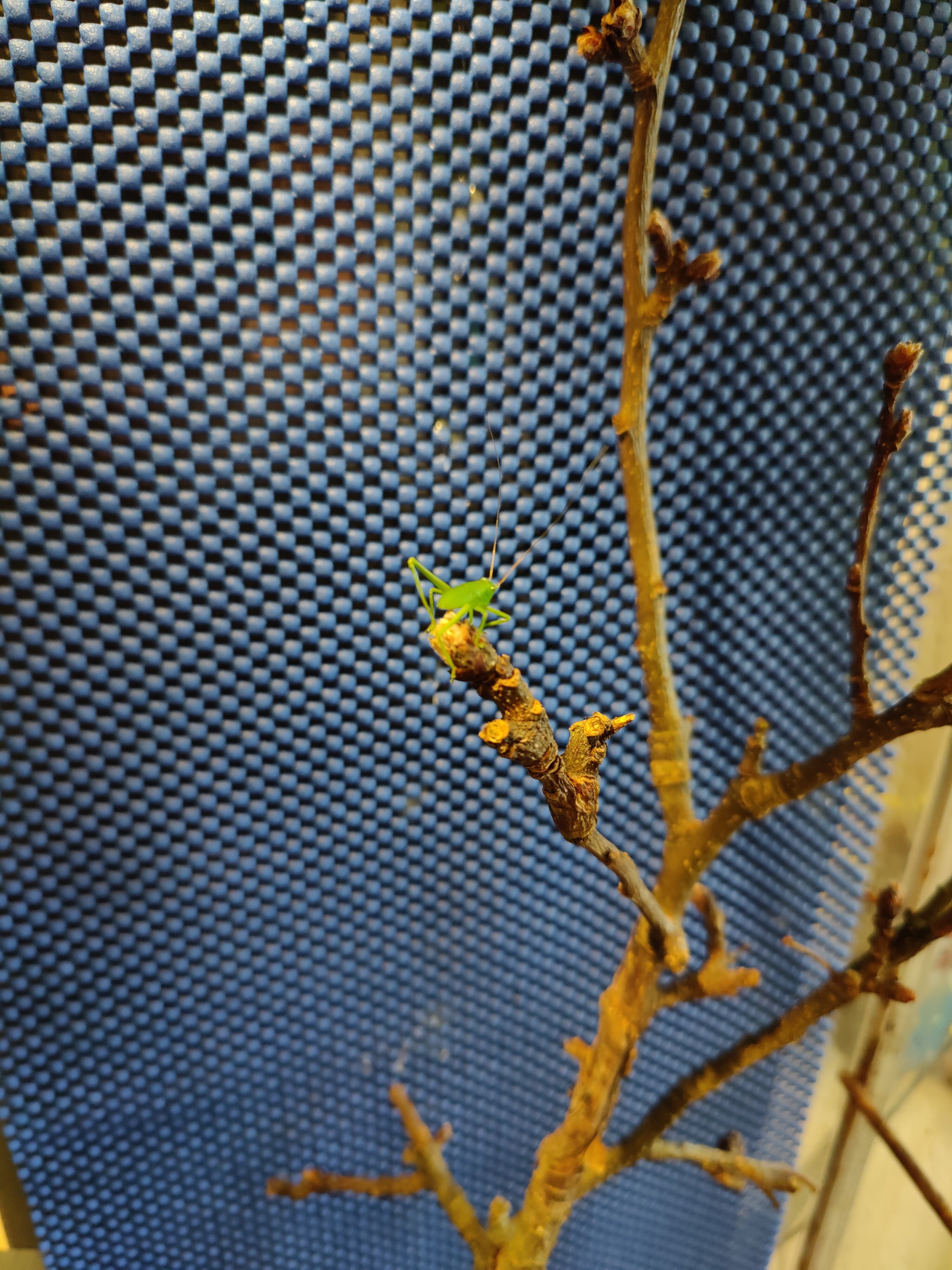 4 Siliquofera Grandis - slightly older Giant Hooded Katydids - (3rd or 4th instar?) + hatchling