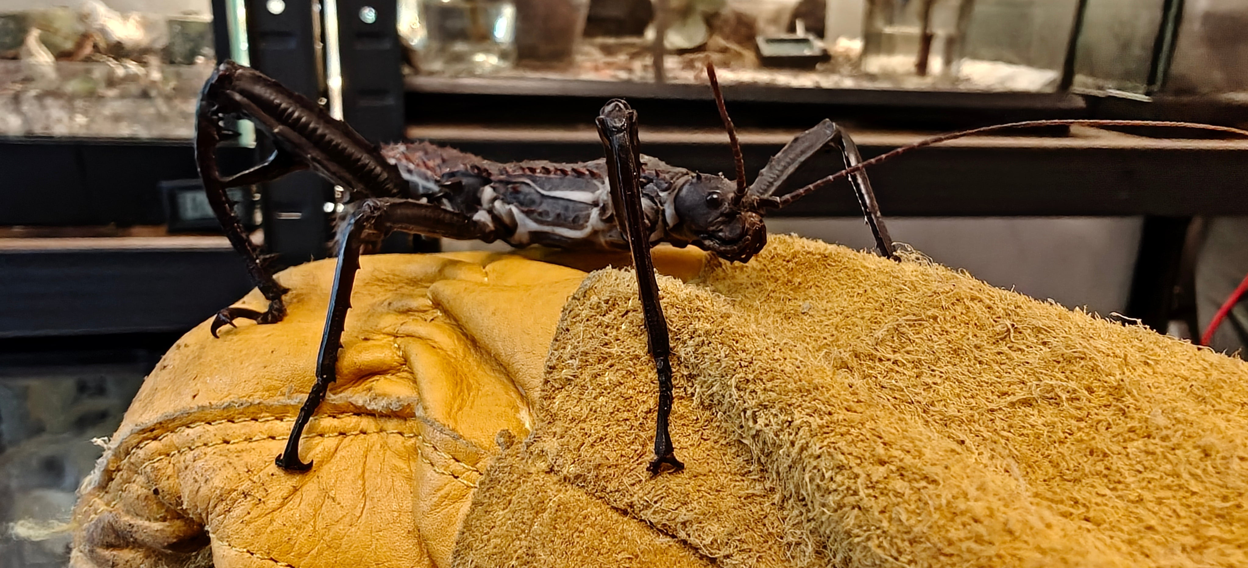 Giant spiny Stick Insects (Eurycantha horrida) - thorny devil – Giant ...