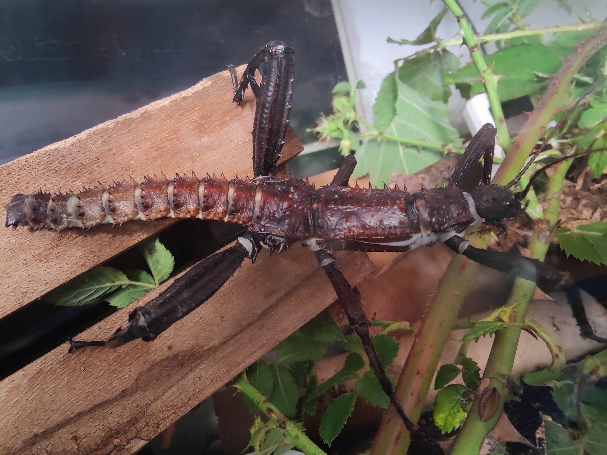 Eurycantha horrida - Giant Spiny Stick Insect