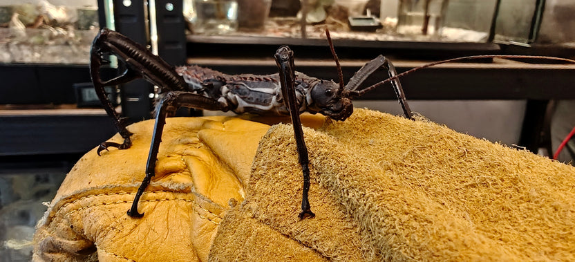 Giant spiny Stick Insects (Eurycantha horrida) - thorny devil – Giant ...