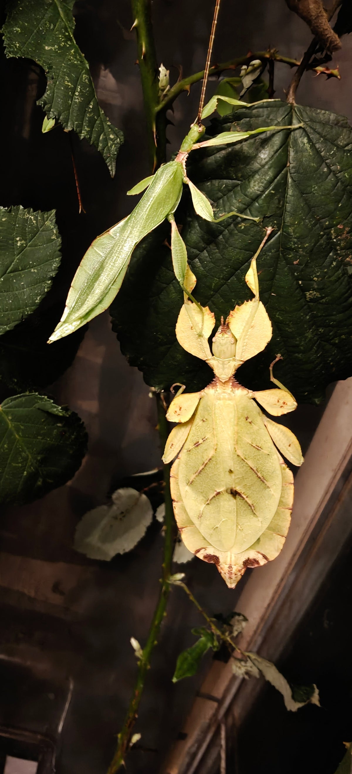 Stick insects (and leaf insects)