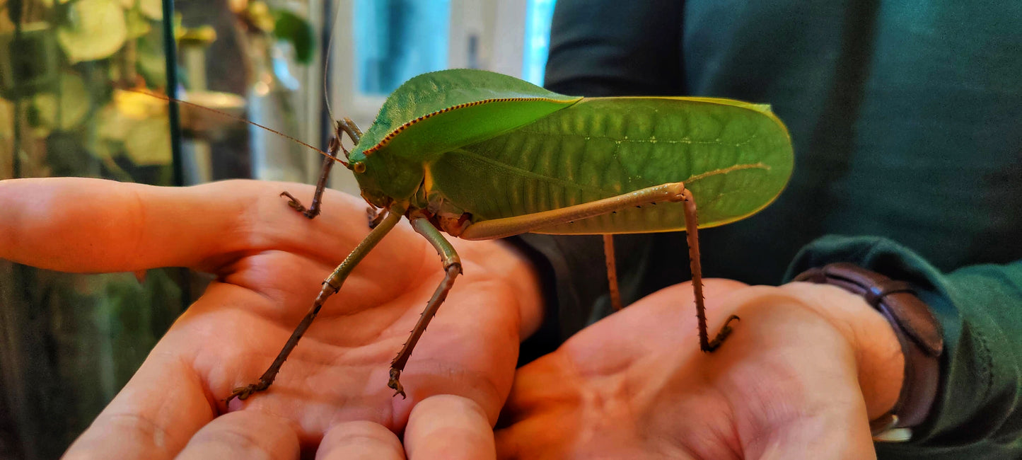 4 Siliquofera Grandis - Giant Hooded Katydids - box of 4 quite young ones