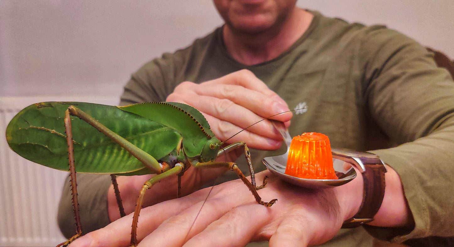 4 Siliquofera Grandis - Giant Hooded Katydids - box of 4 fairly young ones