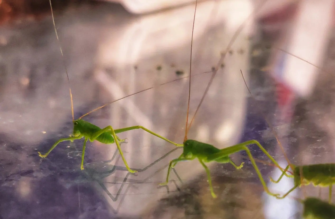 4 Siliquofera Grandis - Giant Hooded Katydids - box of 4 very young ones NO EXTRAS in this box