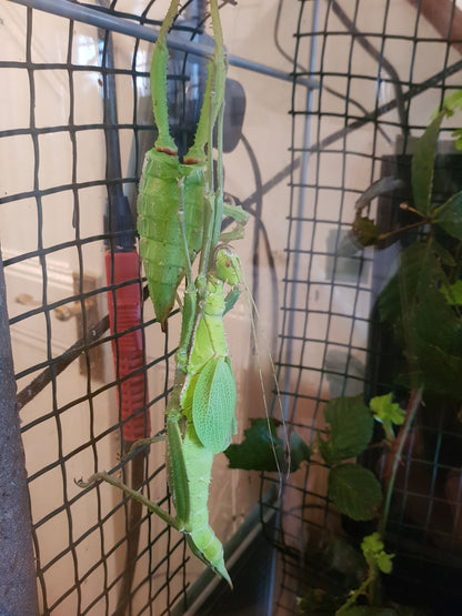 Heteropteryx Dilatata - box of two pairs of hatchlings -  Jungle Nymph Stick Insects