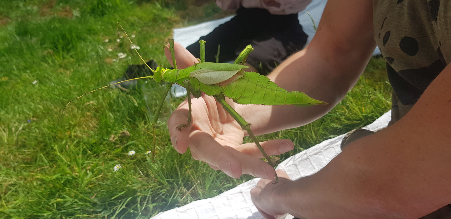 Heteropteryx Dilatata - box of two pairs of hatchlings -  Jungle Nymph Stick Insects