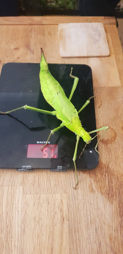 Heteropteryx Dilatata - box of two pairs of hatchlings -  Jungle Nymph Stick Insects