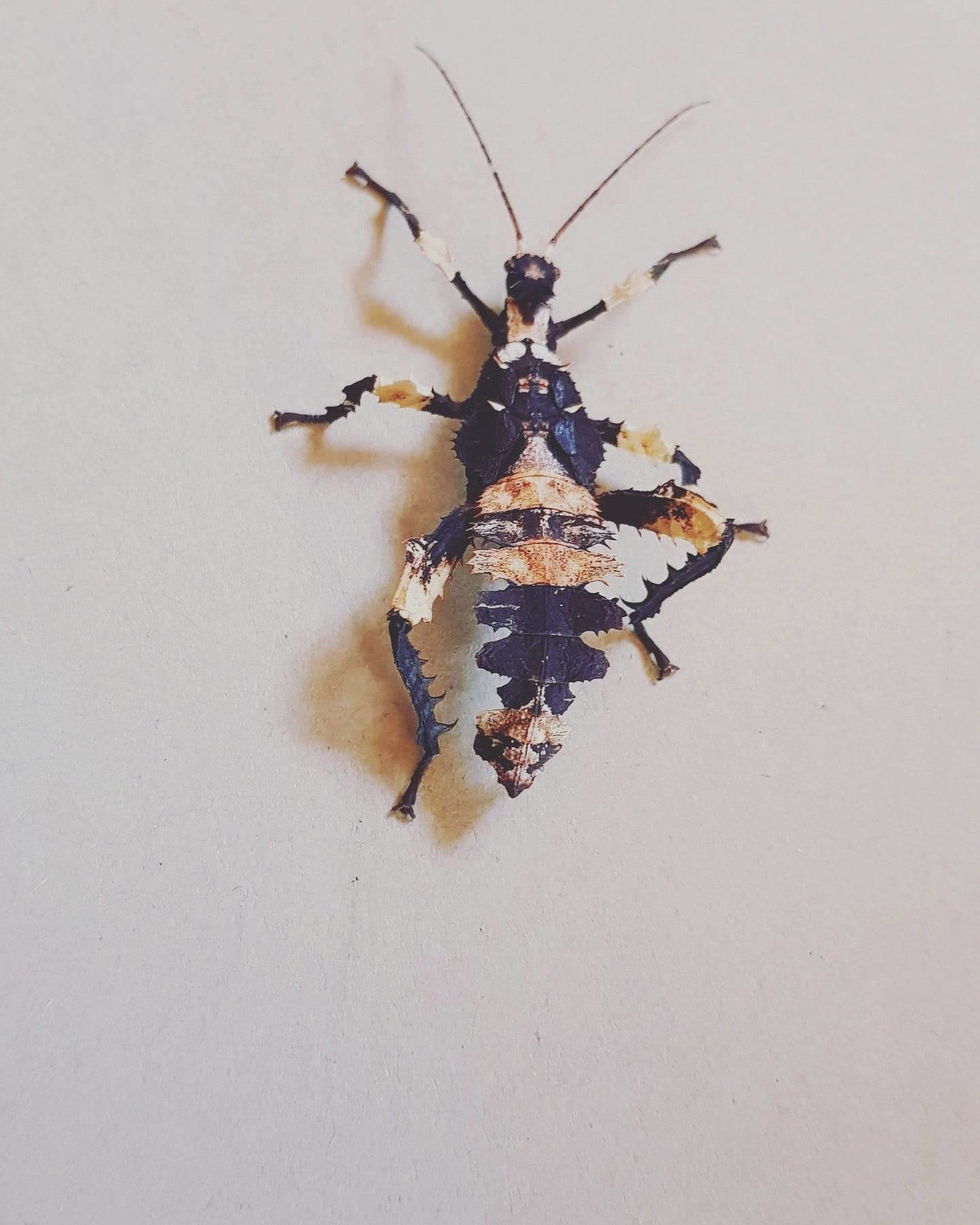 Heteropteryx Dilatata - two pairs of hatchlings (no extras as very low stock) -  Jungle Nymph Stick Insects