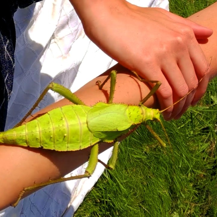 Heteropteryx Dilatata - box of two pairs of hatchlings -  Jungle Nymph Stick Insects