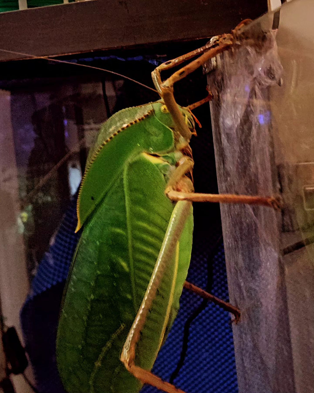 2 Siliquofera Grandis - Giant Hooded Katydids - box of 2 very young ones NO EXTRAS in this box