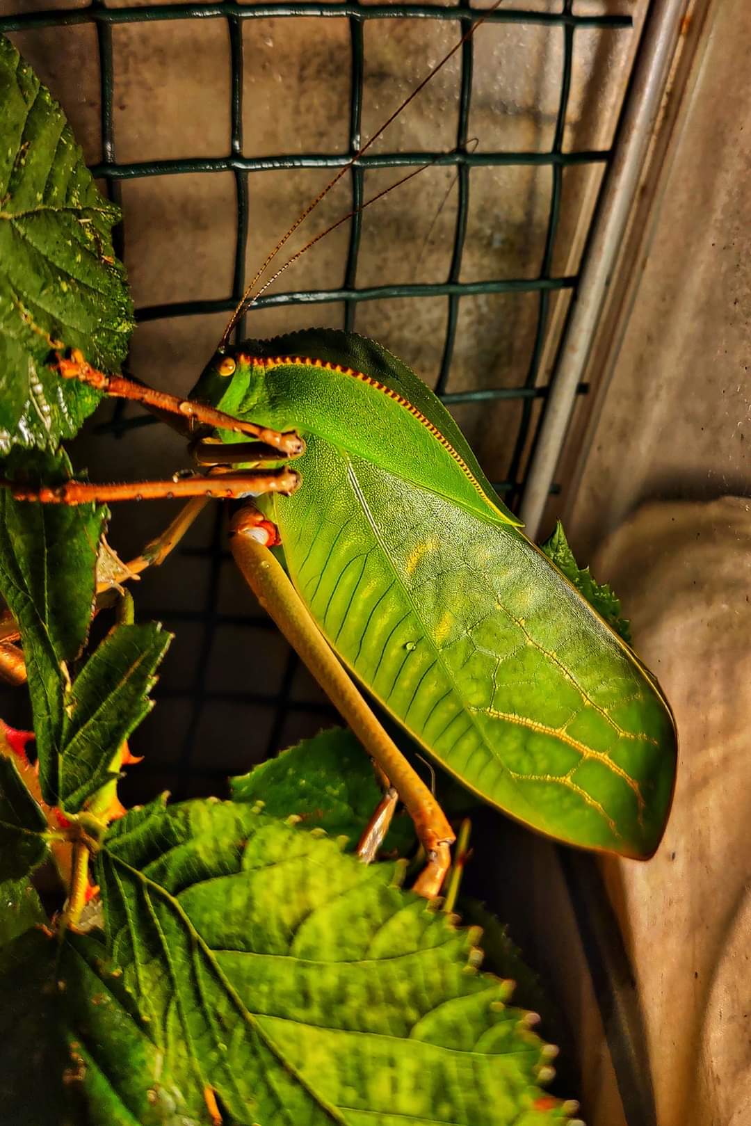 8 Siliquofera Grandis - Giant Hooded Katydids - bargain box of 8 very young ones