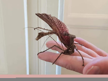 Heteropteryx Dilatata - box of three sexed pairs (+ free pair) - Jungle Nymph giant stick Insects