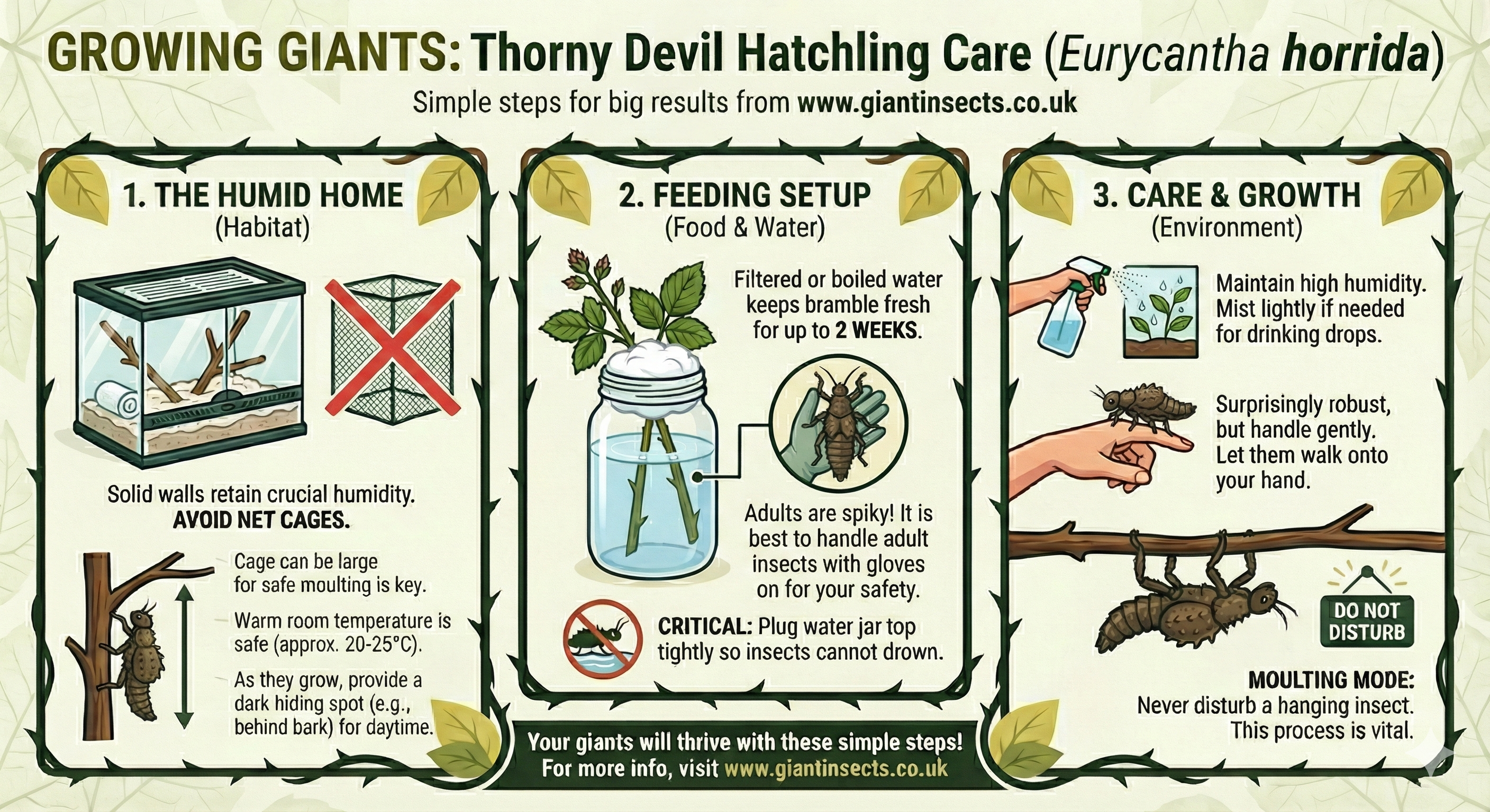 6 Spiny Devil Giant stick insects (Eurycantha Horrida popondetta) 6 hatchlings