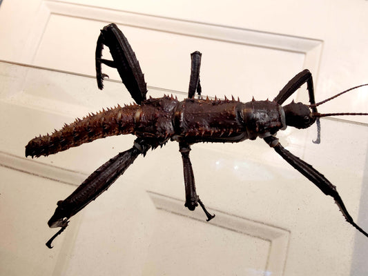 Eurycantha horrida - Giant Spiny Stick Insect
