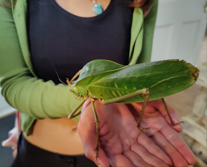 4 Siliquofera Grandis - Giant Hooded Katydids - box of 4 fairly young ones