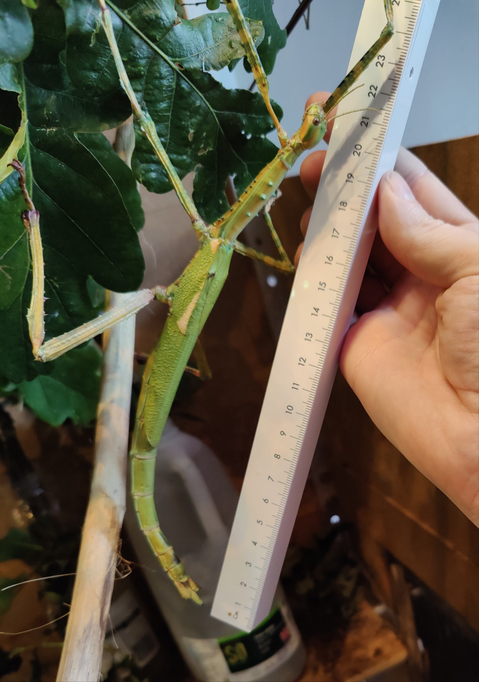 8 live Eurycnema Versirubra - Timor  Huge stick insects (UK bred) hatchlings. Feed oak