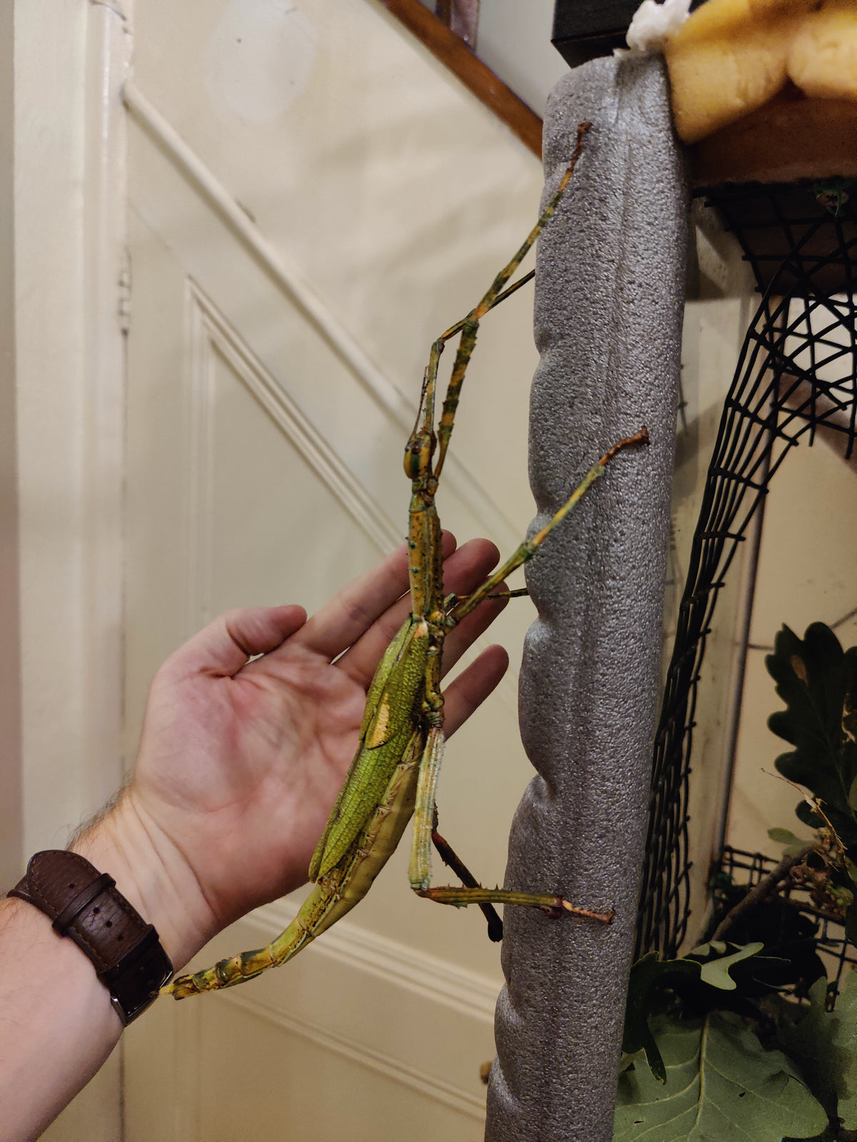 Giant Insects UK