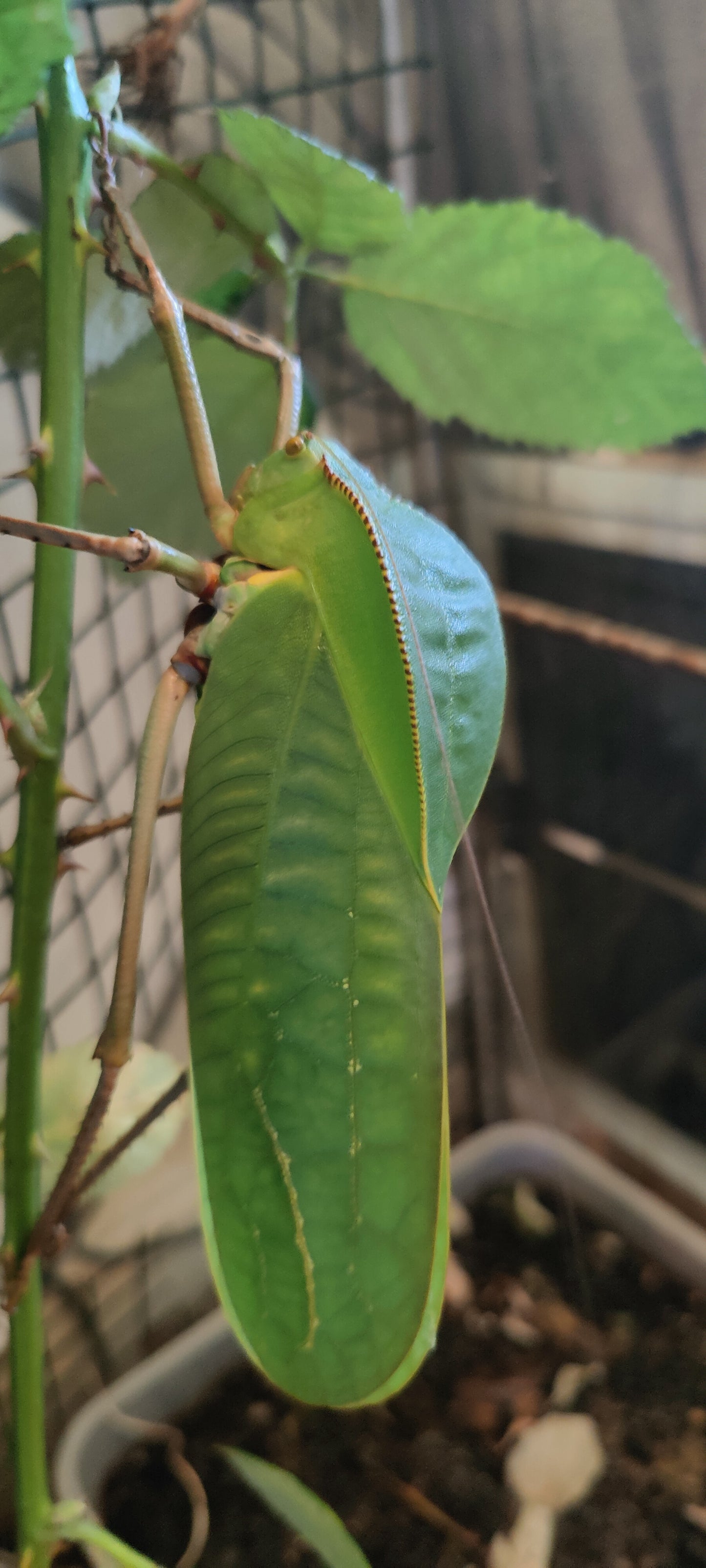 Triple bargain: Jungle nymph / Giant Hooded Katydid, Eurycnema Versirubra bargain box