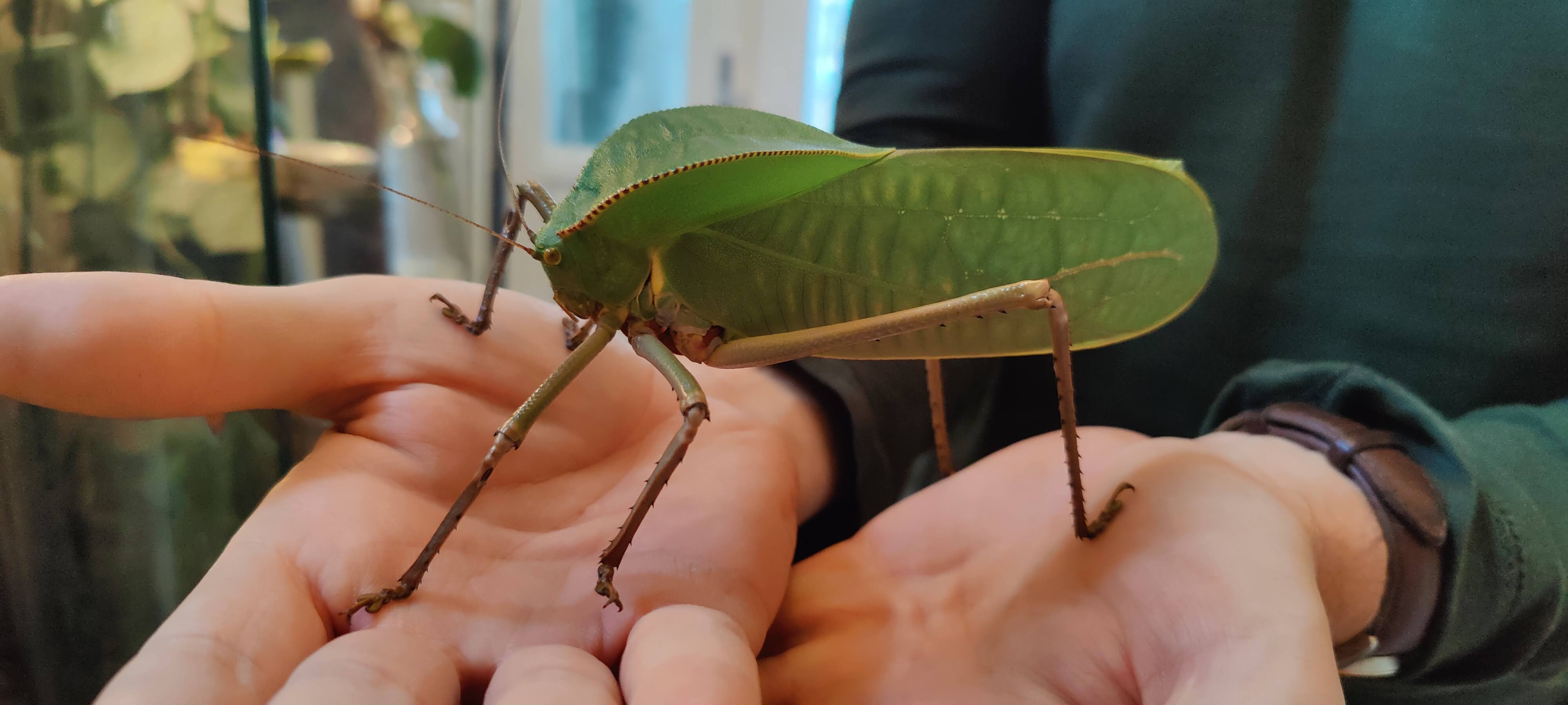 Products – Giant Insects UK