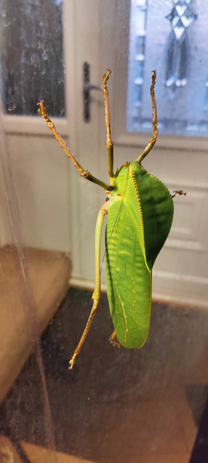 4 Siliquofera Grandis - Giant Hooded Katydids - box of 4 fairly young ones