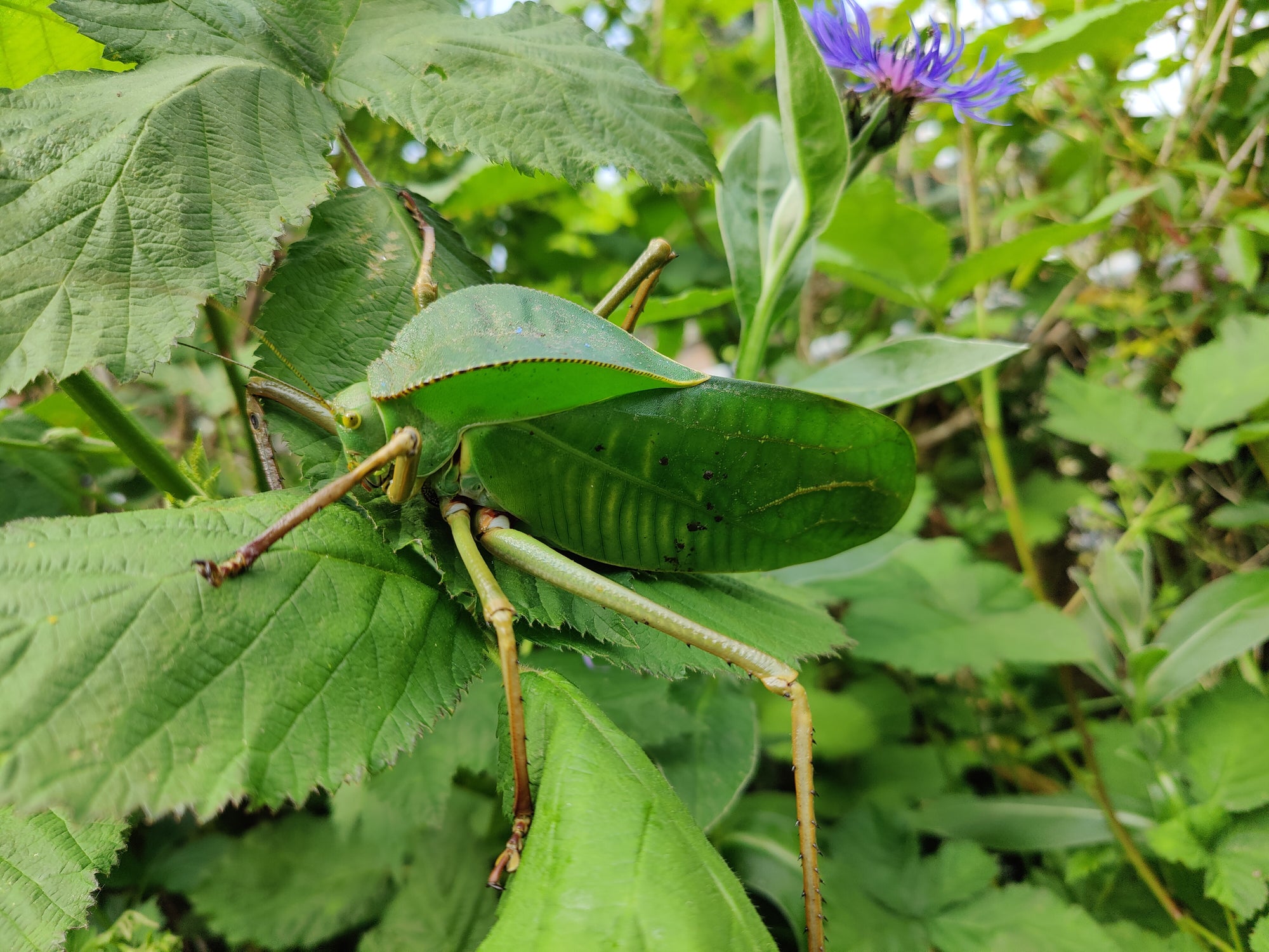 8 Siliquofera Grandis - Giant Hooded Katydids - bargain box of 8 very young ones
