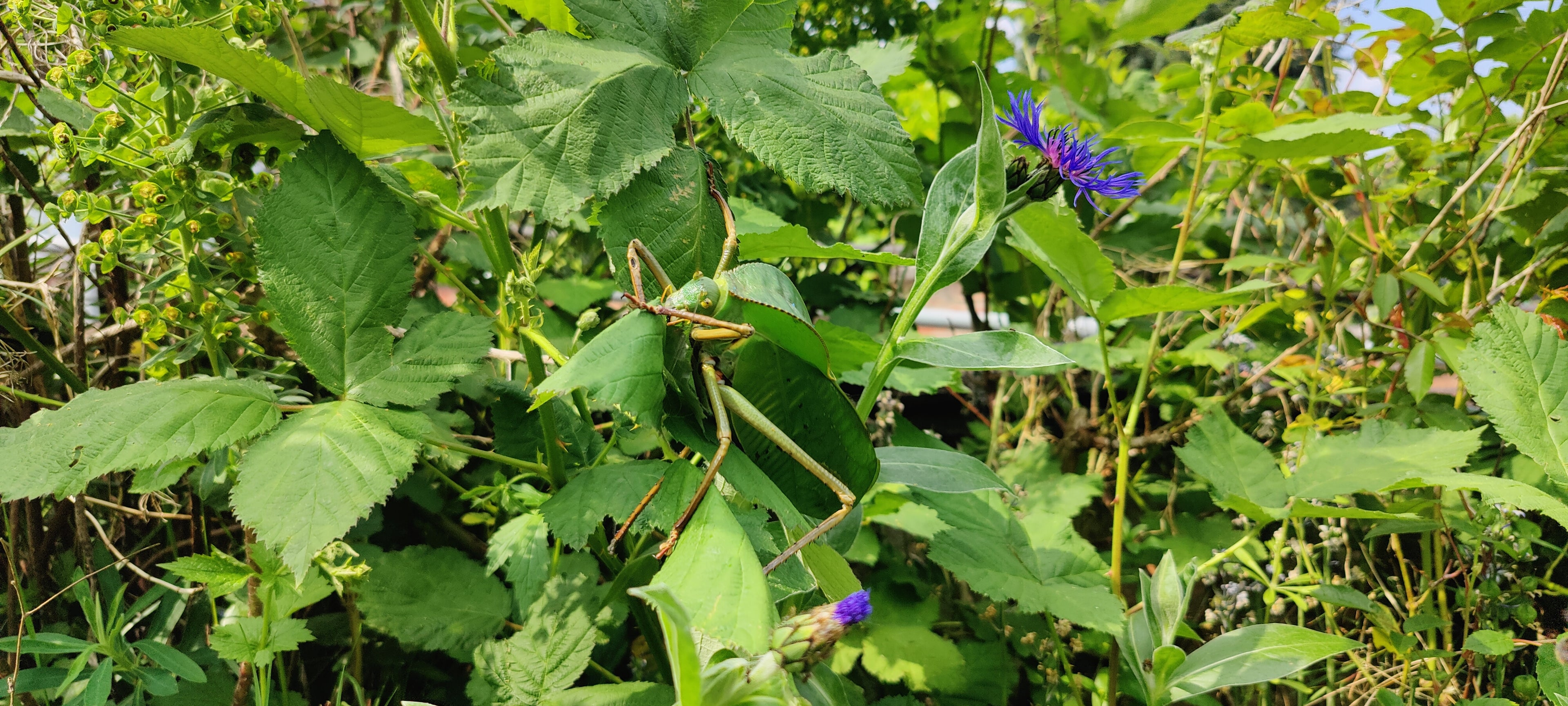 8 Siliquofera Grandis - Giant Hooded Katydids - bargain box of 8 very young ones