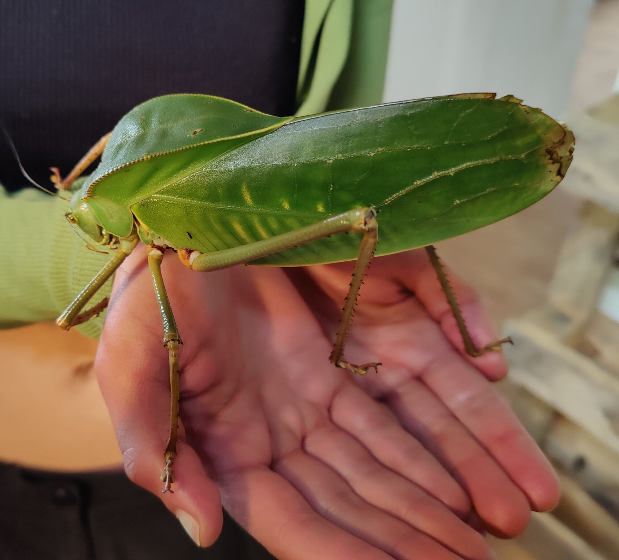 8 Siliquofera Grandis - Giant Hooded Katydids - bargain box of 8 very young ones