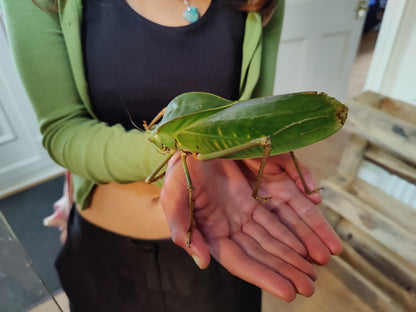 4 Siliquofera Grandis - Giant Hooded Katydids - box of 4 quite young ones