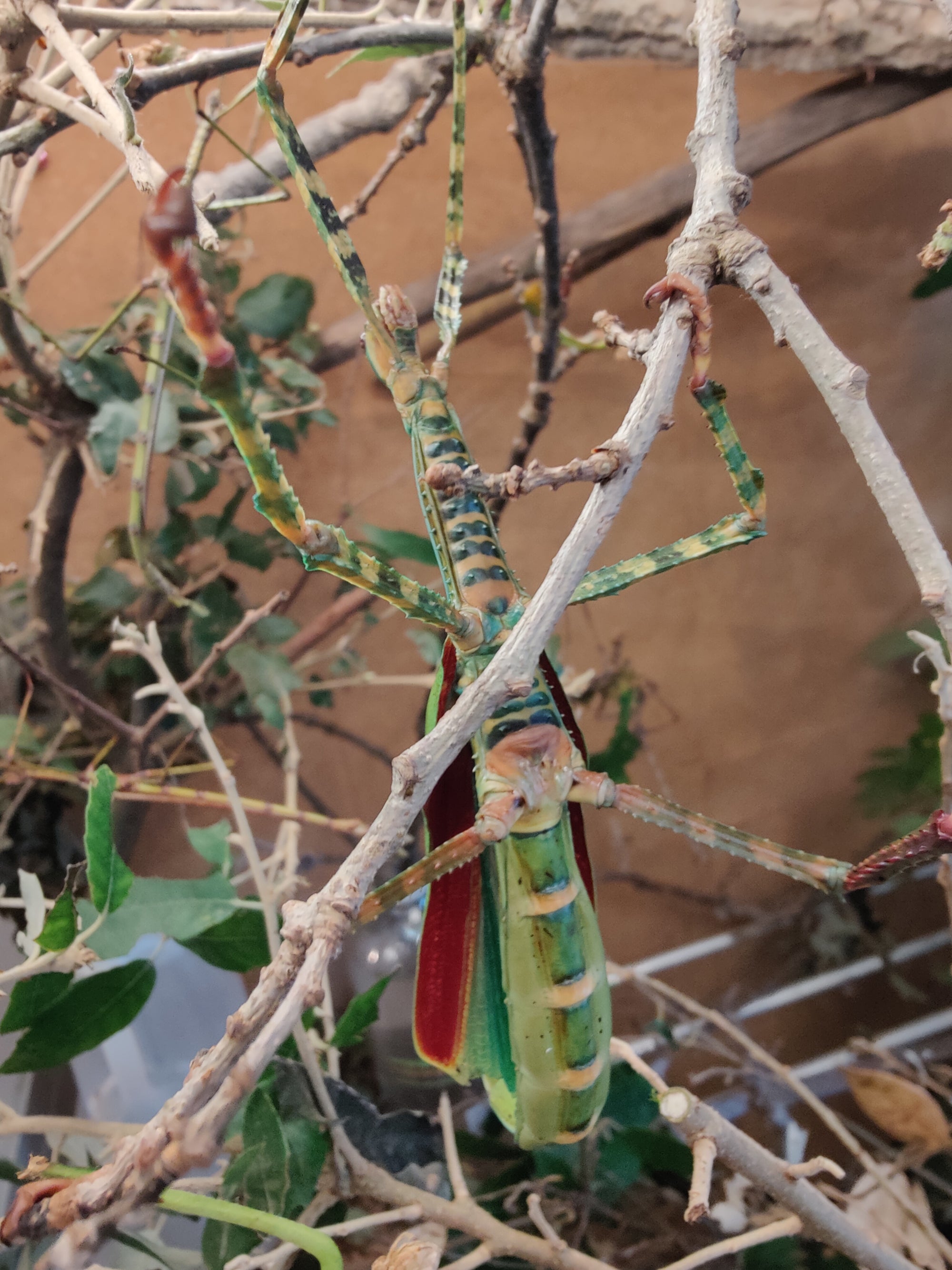 8 live Eurycnema Versirubra - Timor  Huge stick insects (UK bred) hatchlings. Feed oak