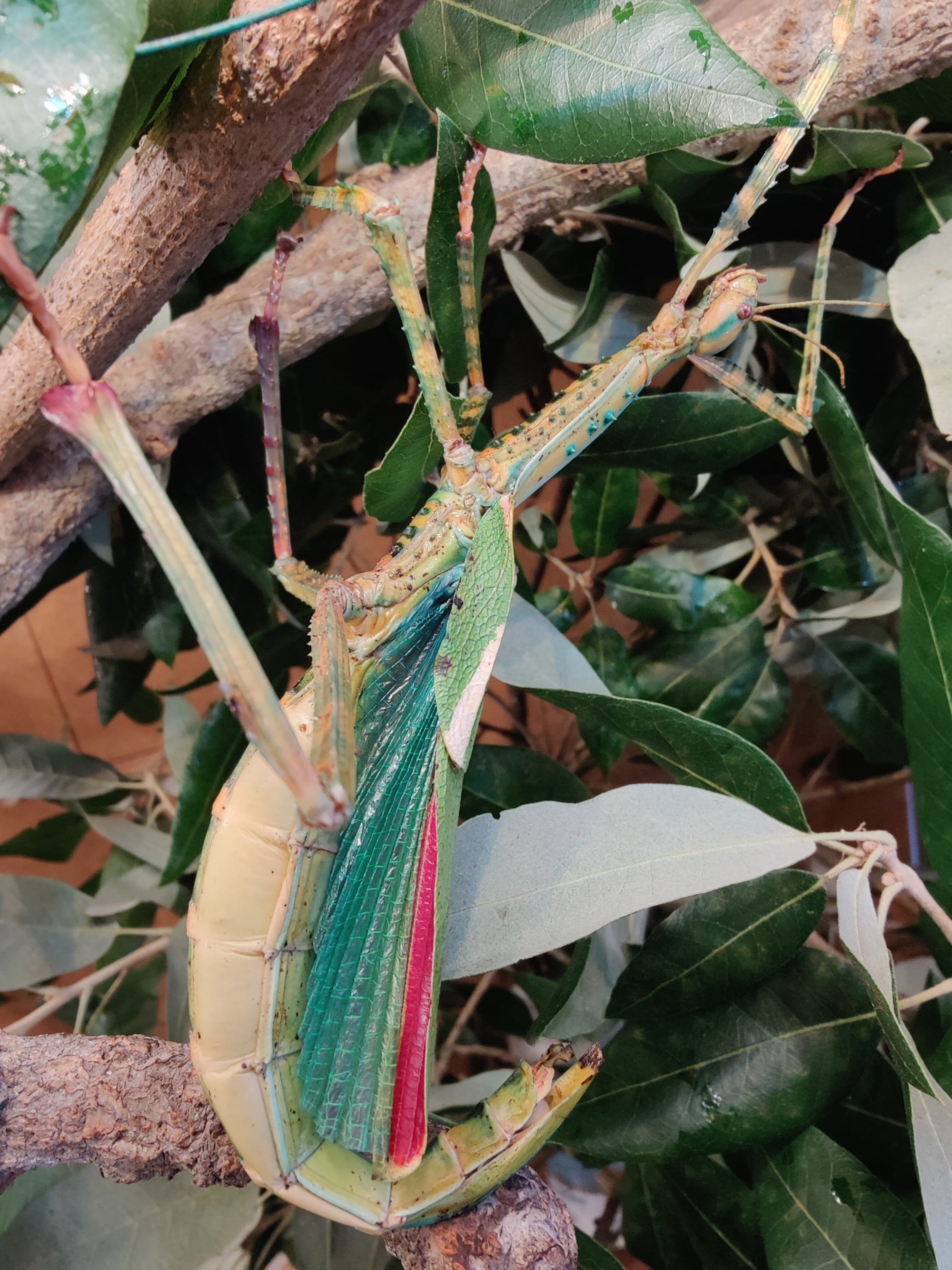 8 live Eurycnema Versirubra - Timor  Huge stick insects (UK bred) hatchlings. Feed oak