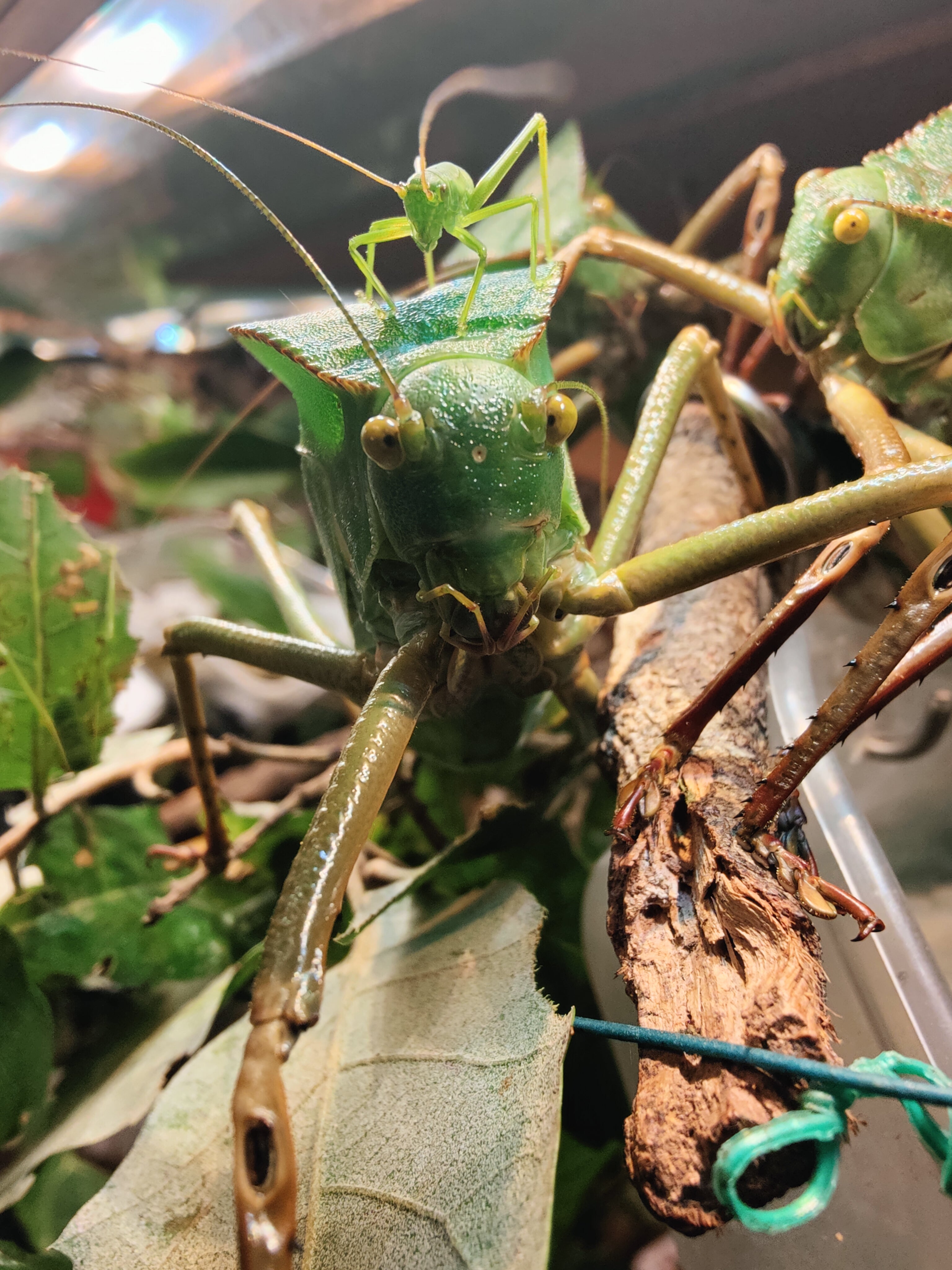 4 Siliquofera Grandis - slightly older Giant Hooded Katydids - (3rd or ...