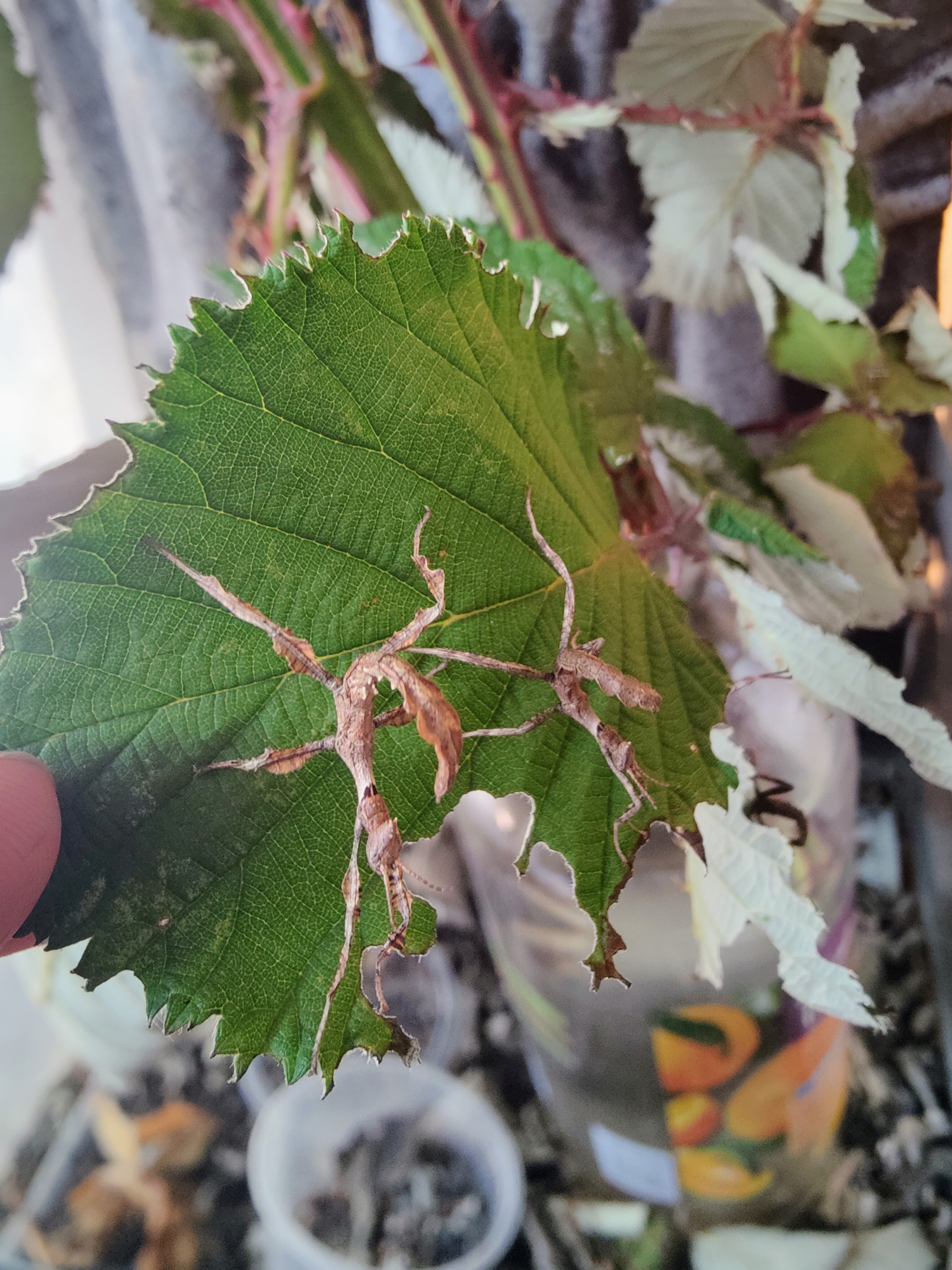 Six Extatosoma Tiaratum, box of 6 giant prickly stick insect babies
