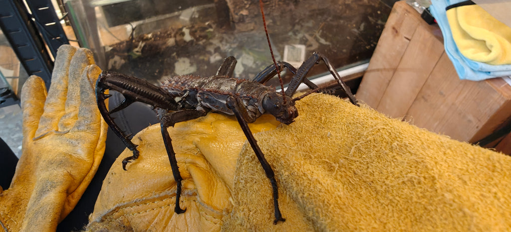 Pair slightly older thorny devil stick insects & free babies (Eurycantha Horrida popondetta)