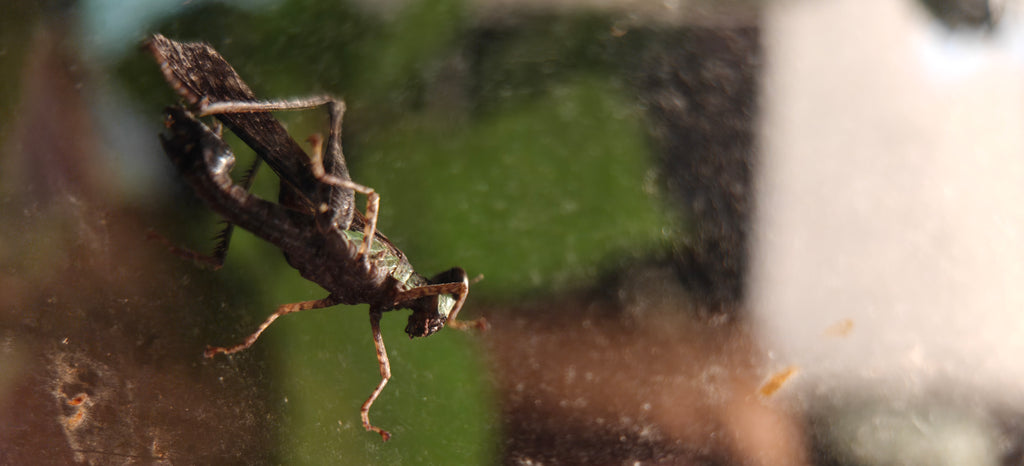 Monkey GrassHopper box of 4 babies - Green Streak (Erucius bifasciatus)