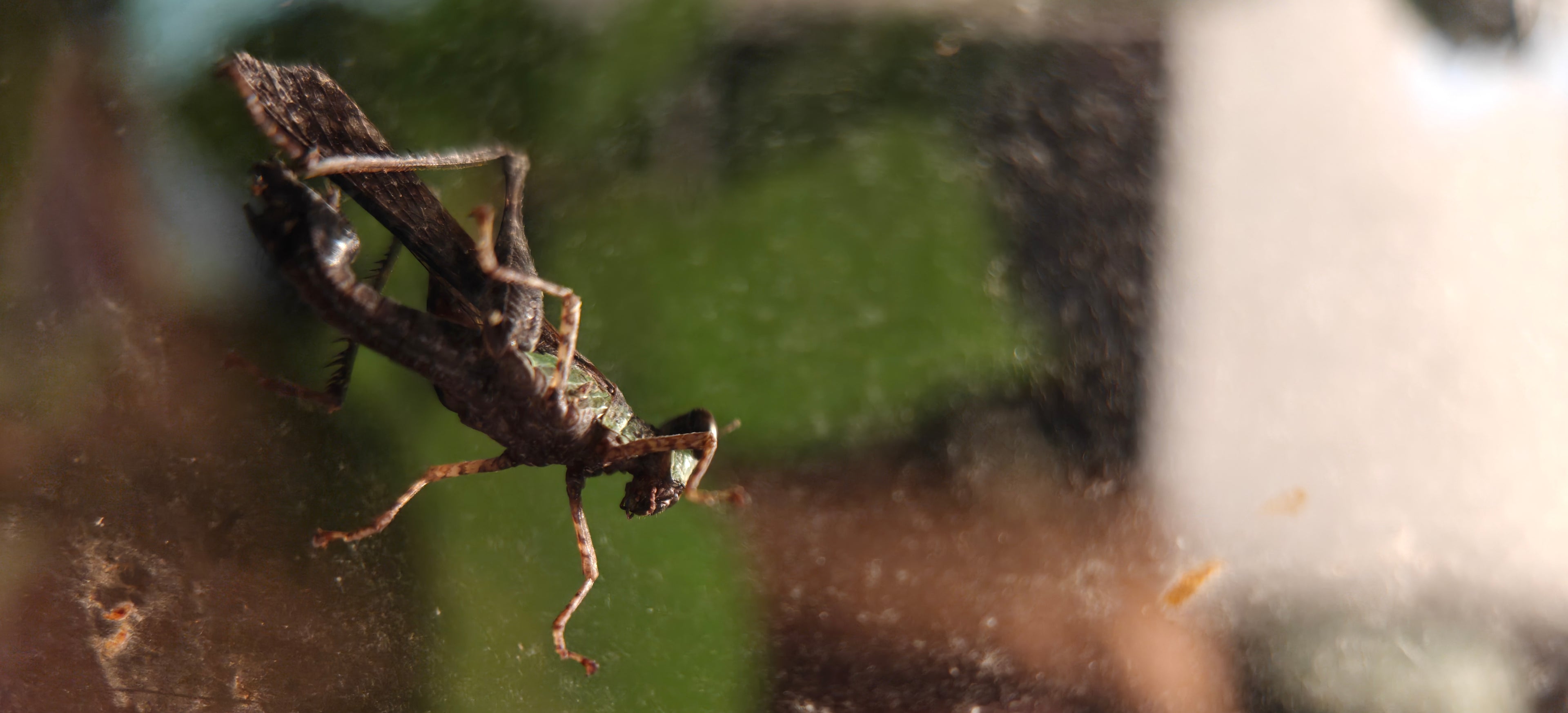 Monkey GrassHopper box of 4 babies - Green Streak (Erucius bifasciatus)