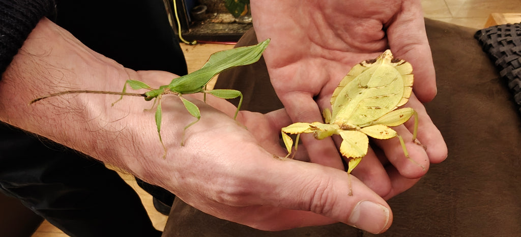 Leaf Insects, 4 babies, Phyllium letiranti "Tataba"