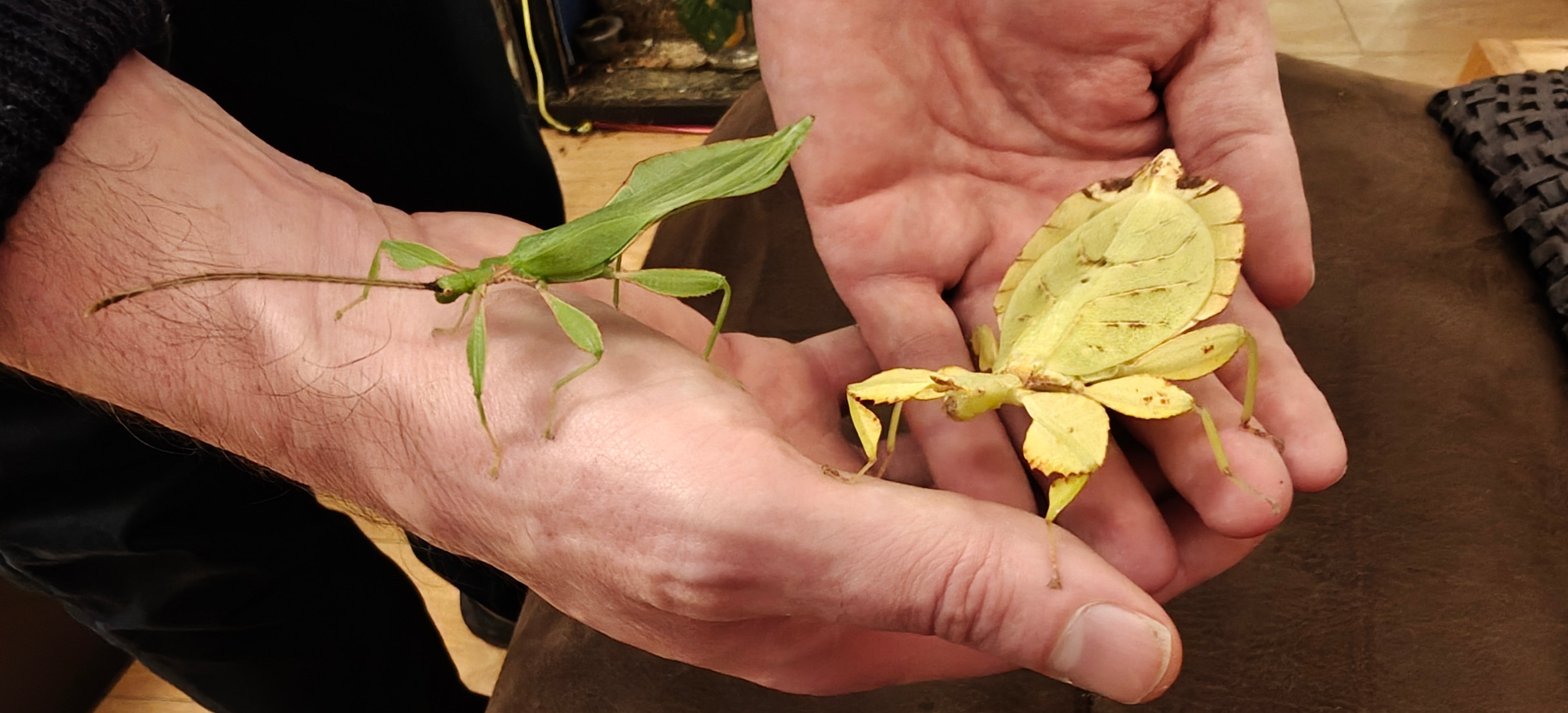 Leaf Insects, 4 babies, Phyllium letiranti "Tataba"
