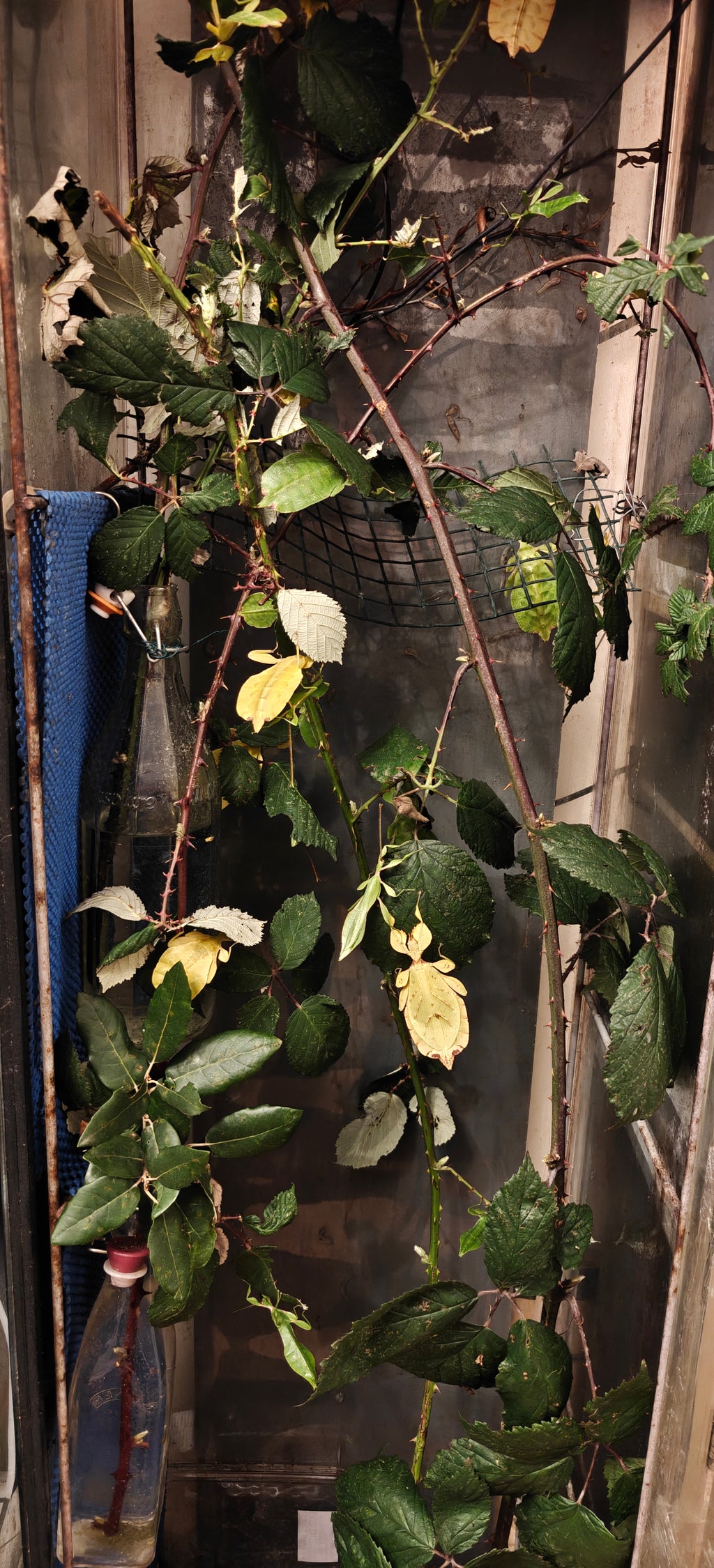 Leaf Insects, 4 babies, Phyllium letiranti "Tataba"