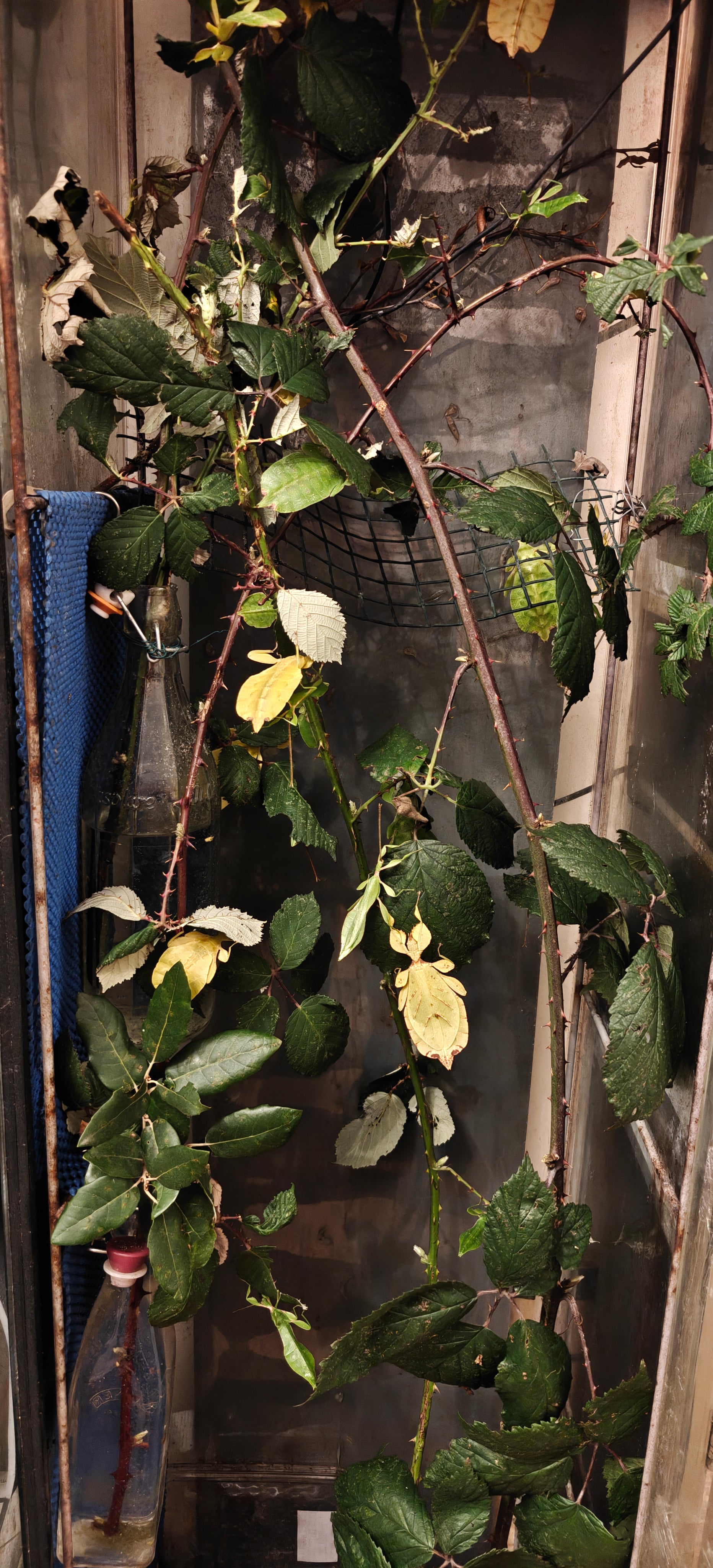 Leaf Insects, 4 babies, Phyllium letiranti "Tataba"