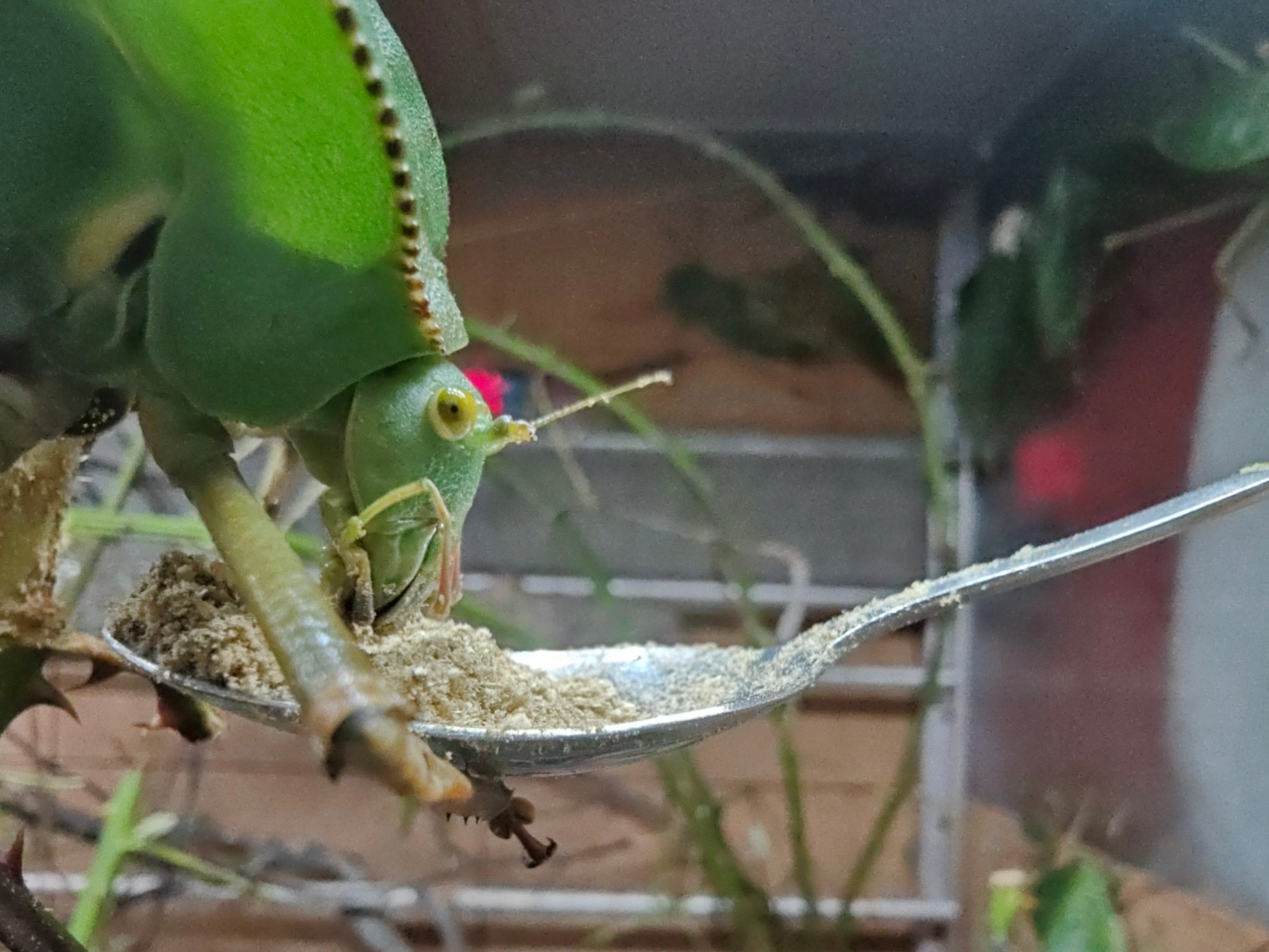 Secret Grandis Katydid Power Food Apple Flavour 75 grams