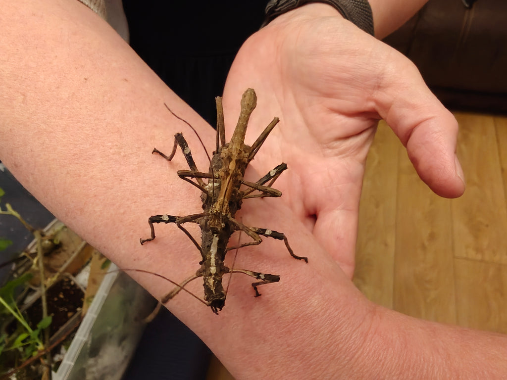 4 Sunny Stick Insects, babies, Sungaya Aeta