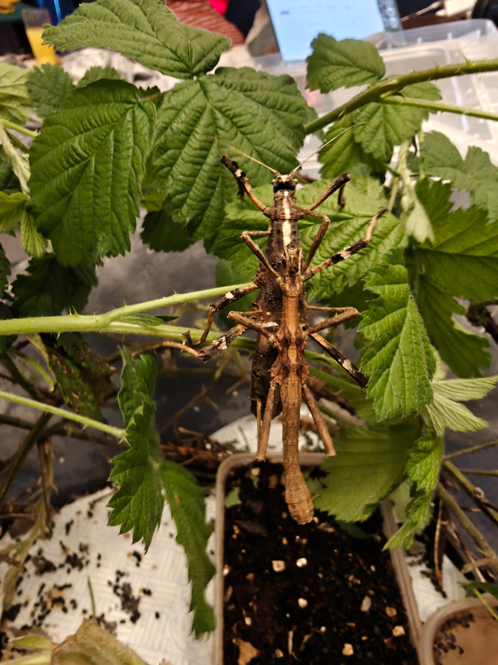 4 Sunny Stick Insects, babies, Sungaya Aeta